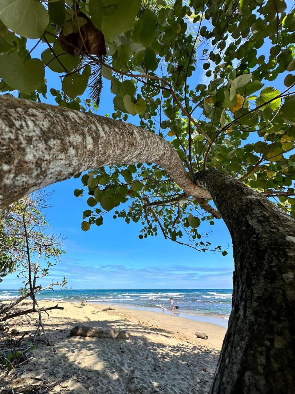 Caribbean Flow Puerto Viejo de Talamanca Ngoại thất bức ảnh